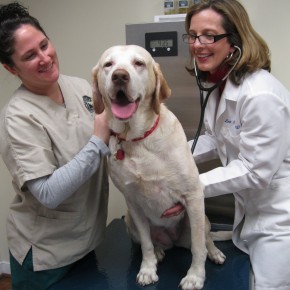 Why Schedule a Wellness Exam if My Pet Isn’t Sick?