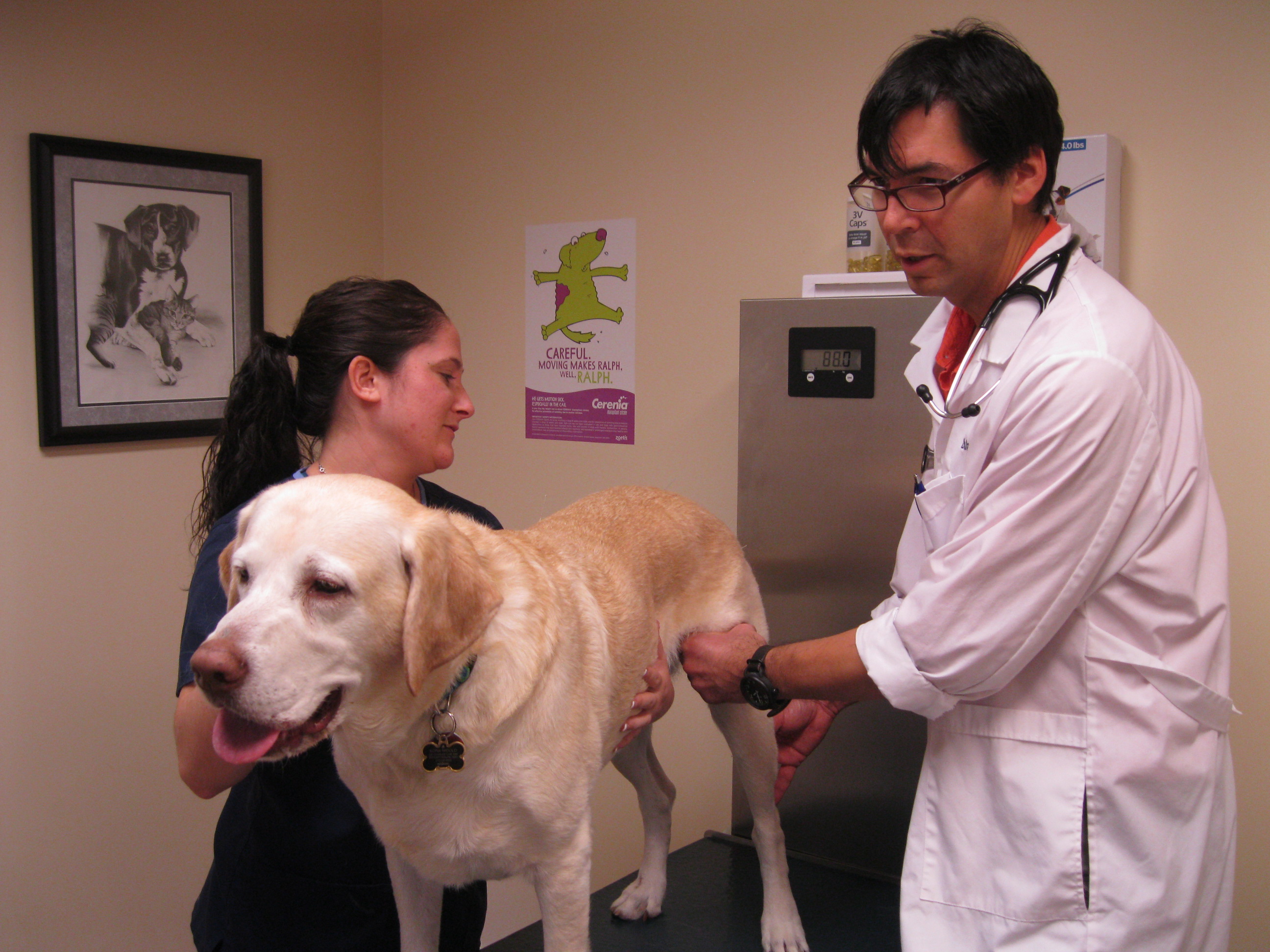 Drug Free Therapies Keep Pets Moving Naturally