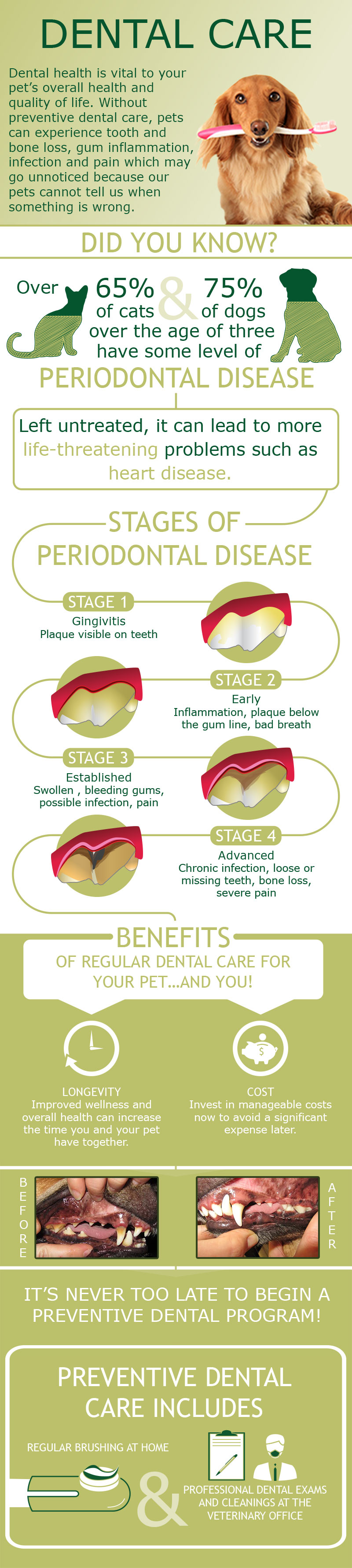 dental care infographic