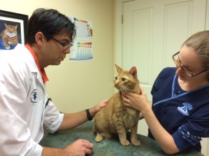 5 Benefits of Routine Vet Visits for Cats