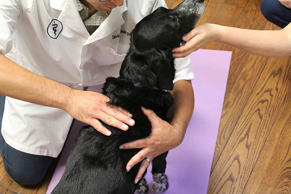 Veterinarian inspecting a dog during a chiropractic visit