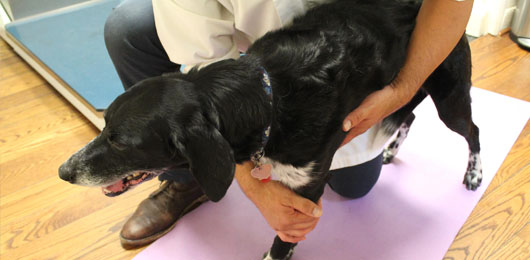Veterinarian holding a dog during chiropractic treatment