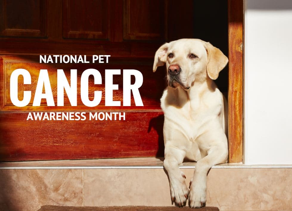 The War on Pet Cancer: Past Approaches