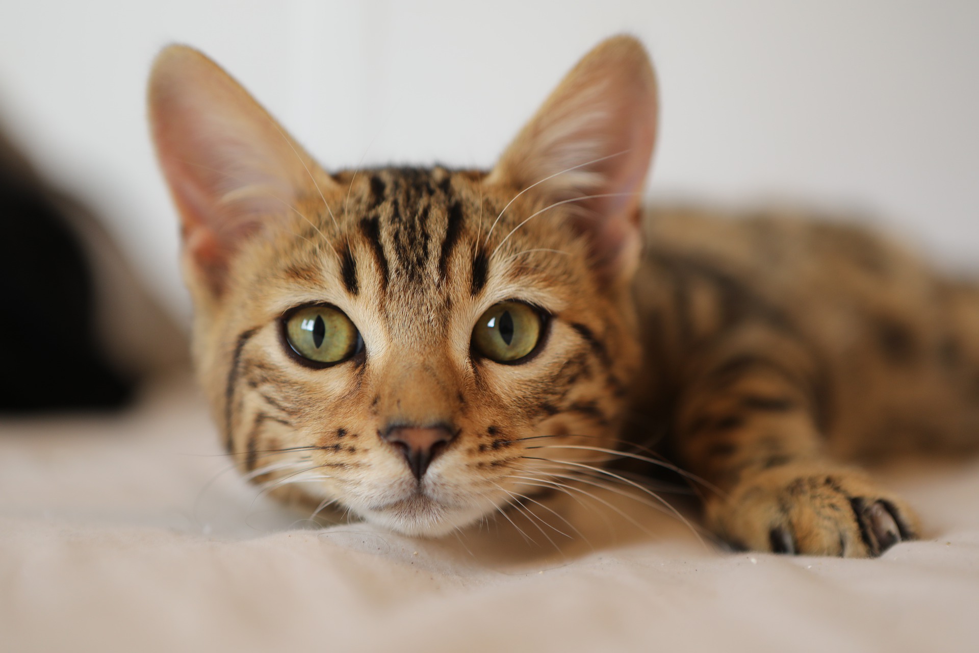 Separating the Facts from the Fiction Regarding Holistic Pet Care