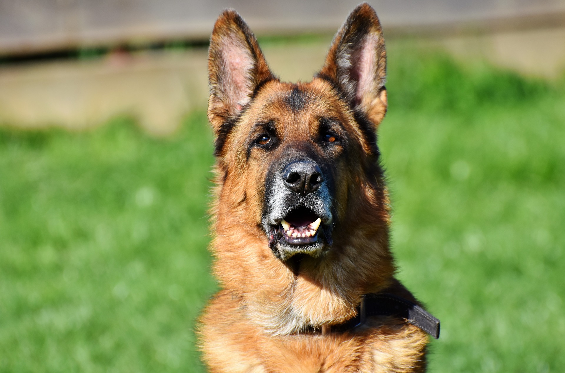 Using Herbal Remedies to Treat Diabetes in Pets