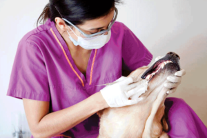 anesthesia-free pet dental care