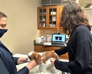 telemedicine is improving pet care