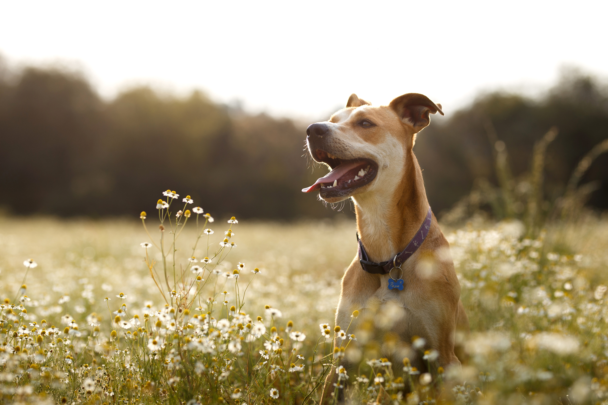 3 Solutions for Preventing and Removing Ticks on Pets
