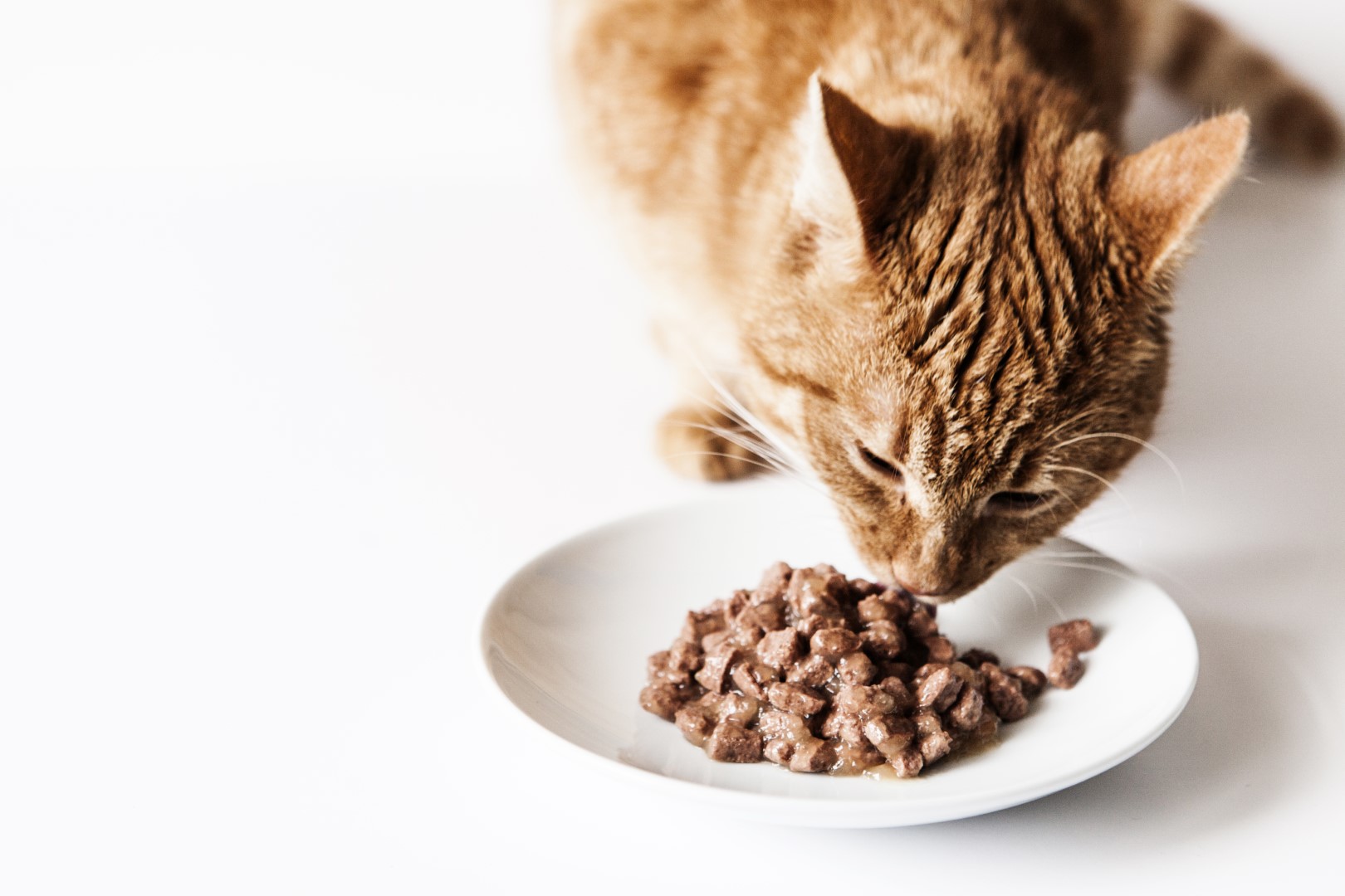 Wet, Dry, Commercial, or Homemade – What is the Best Diet for Your Cat?