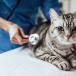 kidney disease in cats