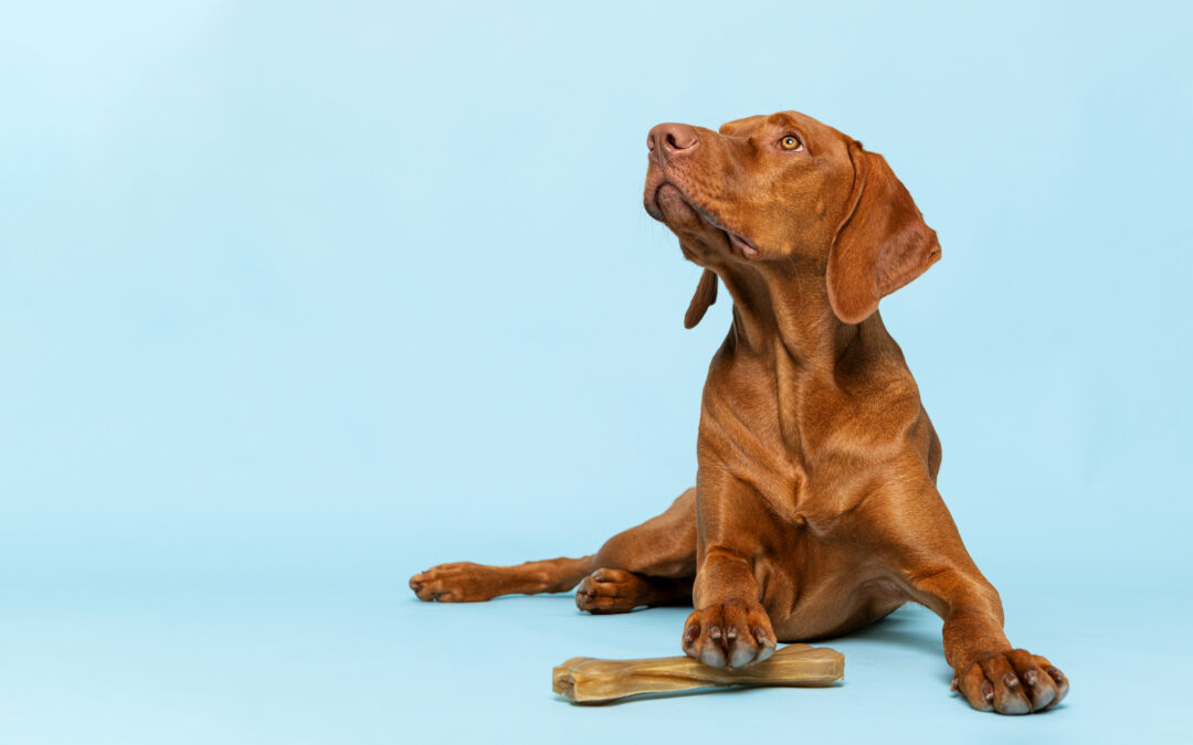 How to Manage Your Pet’s Microbiome (and Reduce Inflammation) with Diet