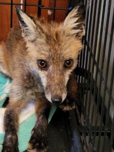 A fox being treated for mange at the Pocono Wildlife Rehabilitation and Education center.