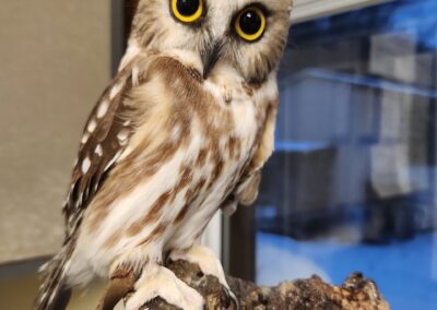 Atticus the owl perches on a stump at the Pocono Wildlife Rehabilitation and Education Center.