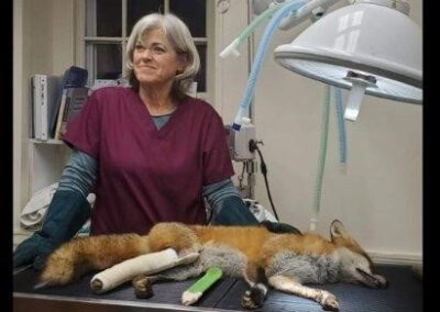 Co-director Susan Downing attends to a fox being treated for mange at the Pocono Wildlife Rehabilitation and Education Center.