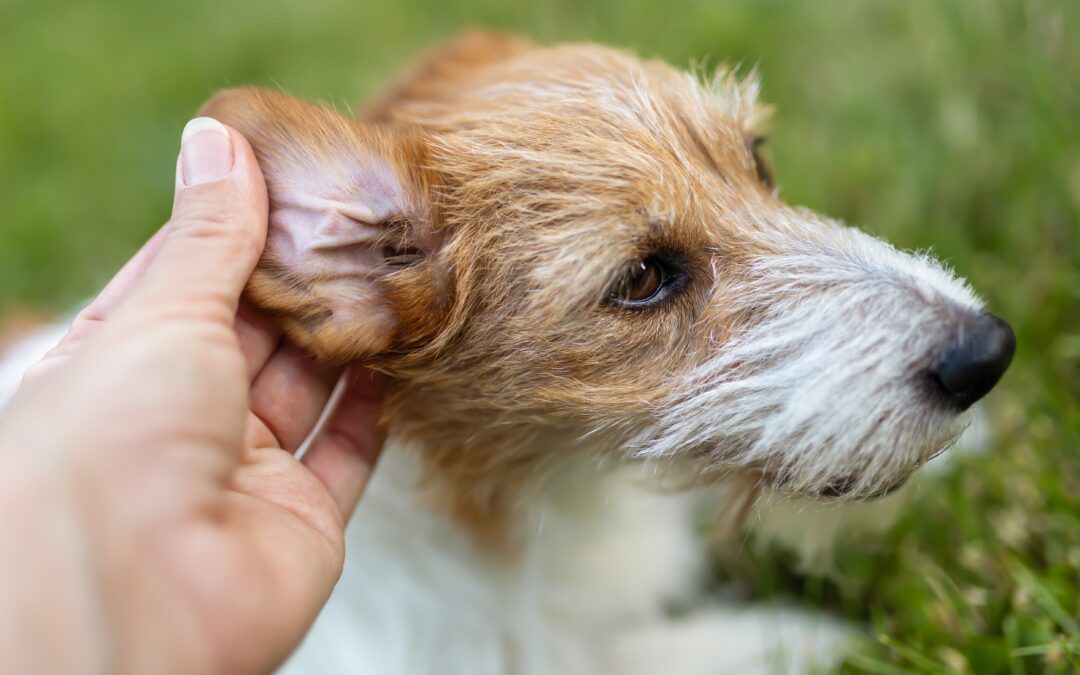 What Causes Ear Infections in Dogs and Cats?