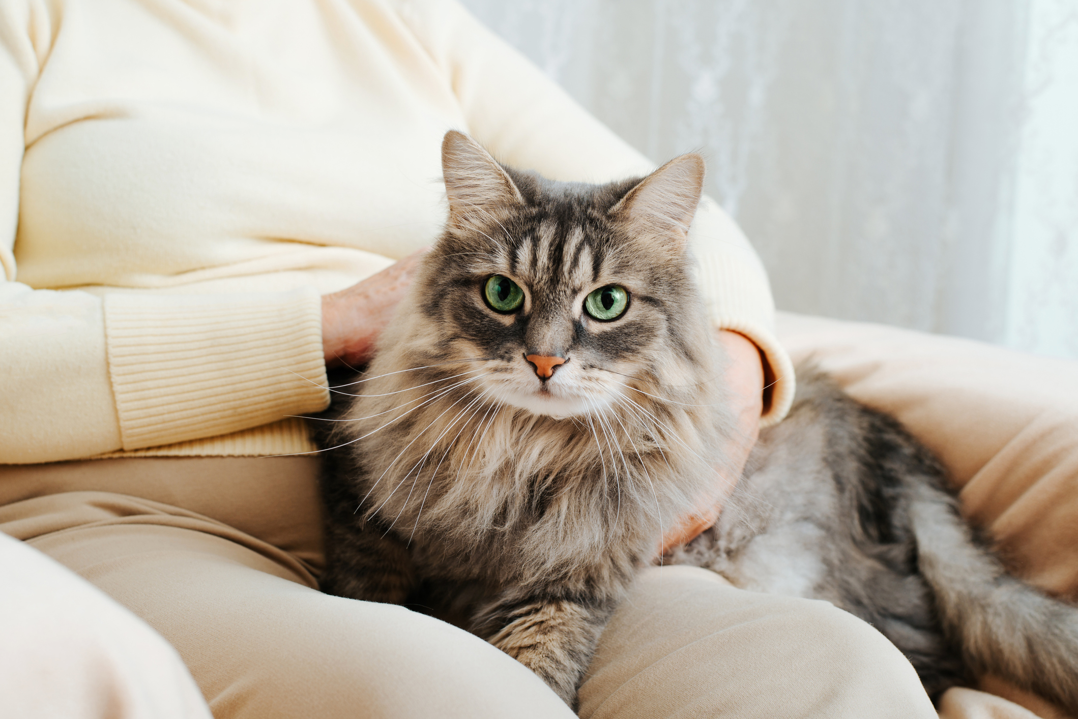 Picture of Osteoarthritis in Cats | Doylestown Veterinary Hospital