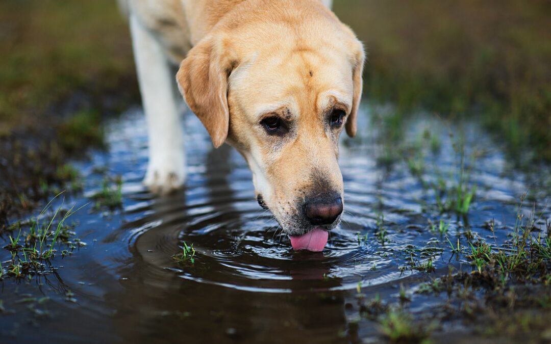 The Hidden Doggie Dangers of Summertime Water Sources