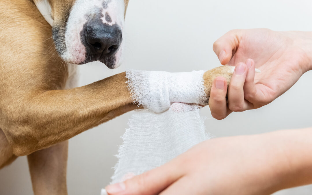 How to Recognize the Signs of Pain or Discomfort in Your Pet