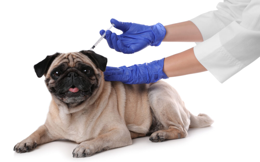 The Importance of Vaccinating Your Pet