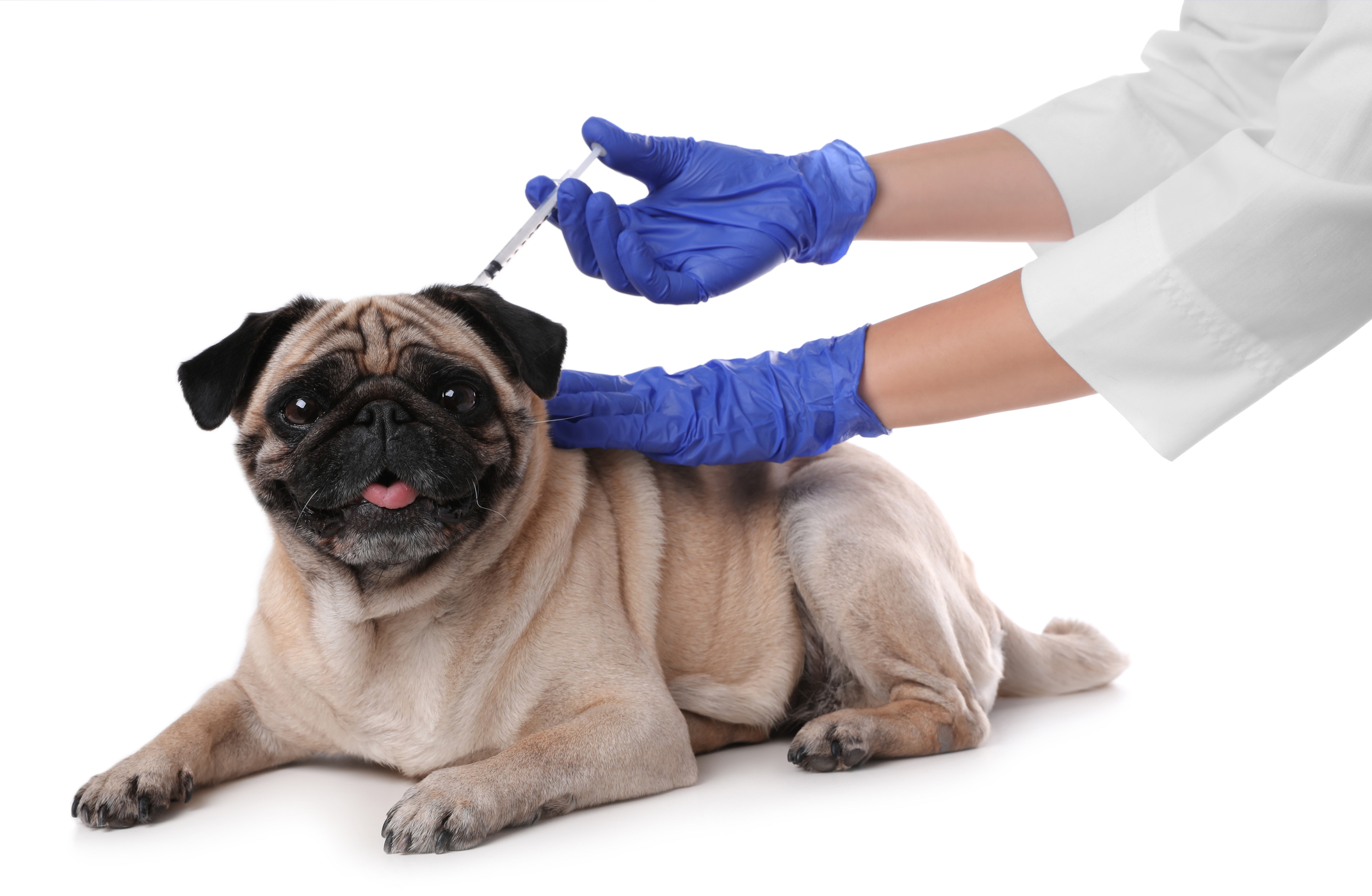 The Importance of Vaccinating Our Pets