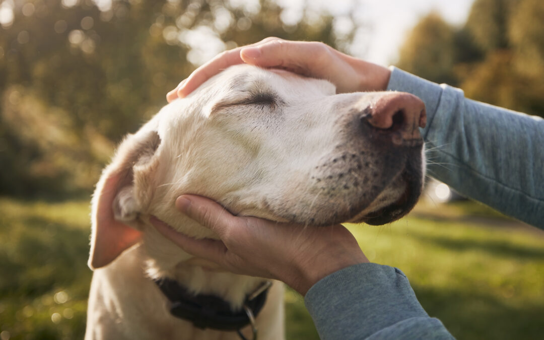 How to Improve Your Senior Pet’s Quality of Life