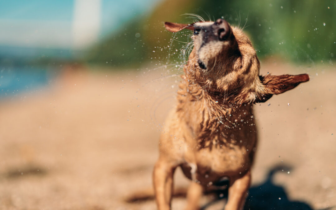 What Should I Do If My Dog Keeps Shaking His Head?