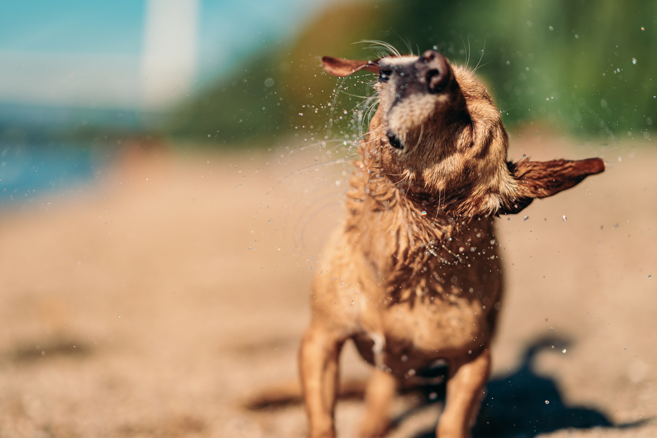What Should I Do If My Dog Keeps Shaking His Head? DVH