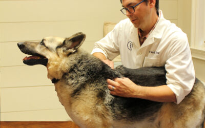 Should Pets Go to the Chiropractor?