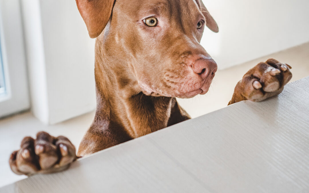 What Should I Do If My Dog Eats Chocolate?