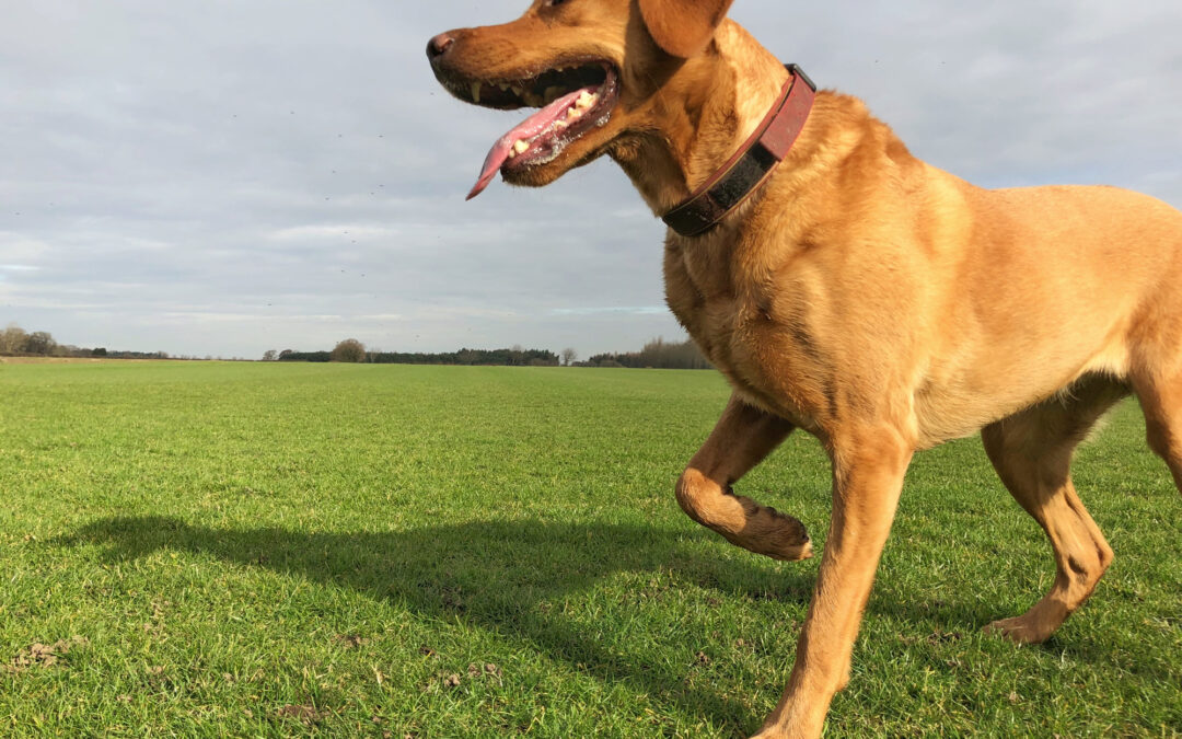 What Should I Do If My Dog is Limping?