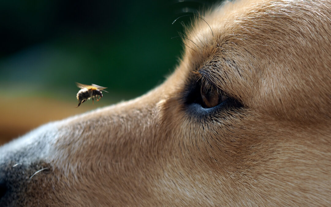 What Should I Do if My Dog Gets Stung by a Bee?