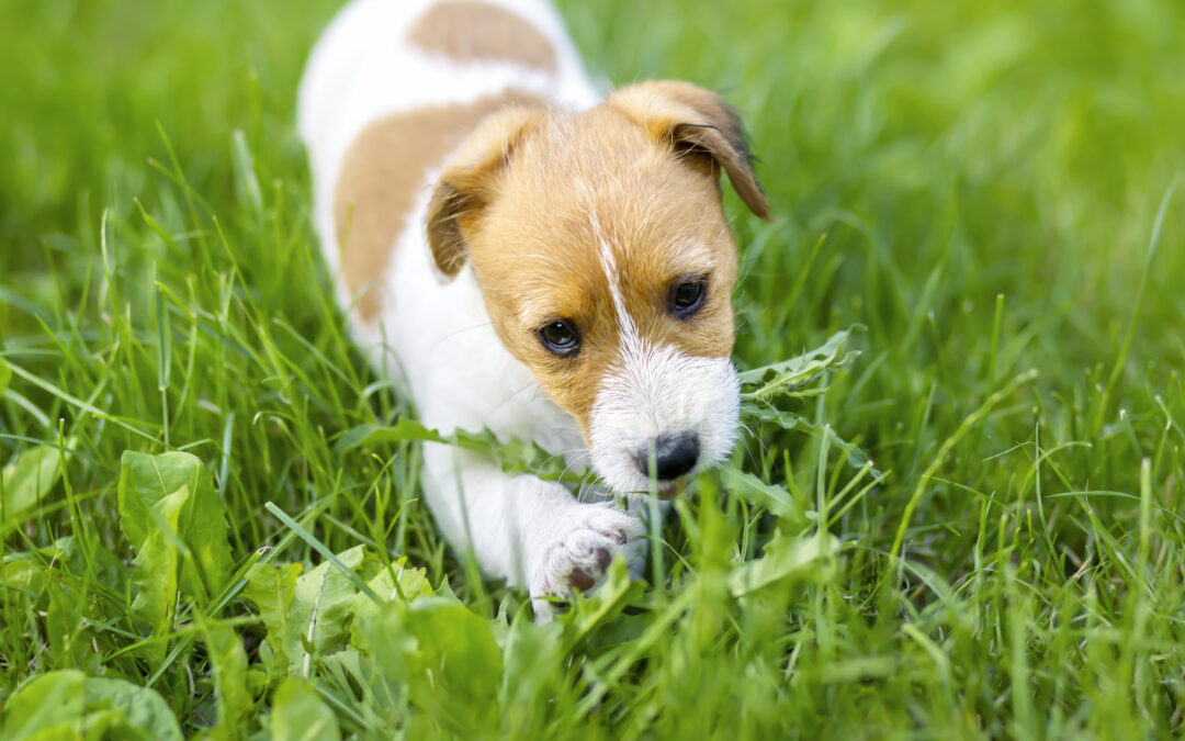 What Should I Do If My Dog Eats Grass?