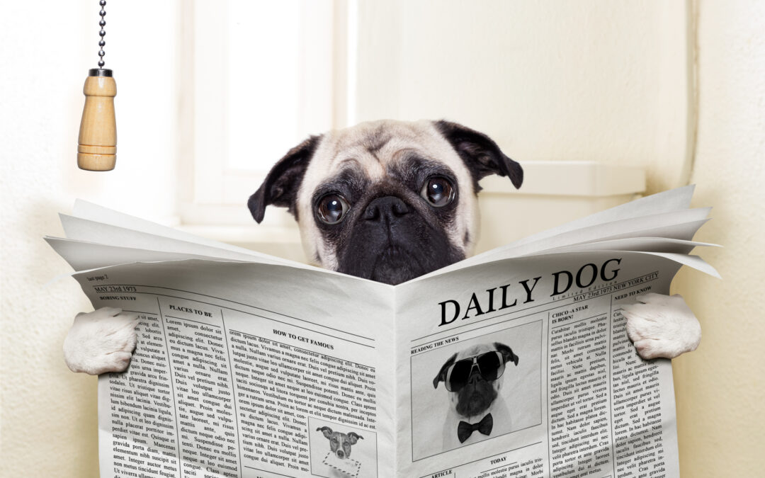 What Should I Do if My Dog Has Diarrhea?