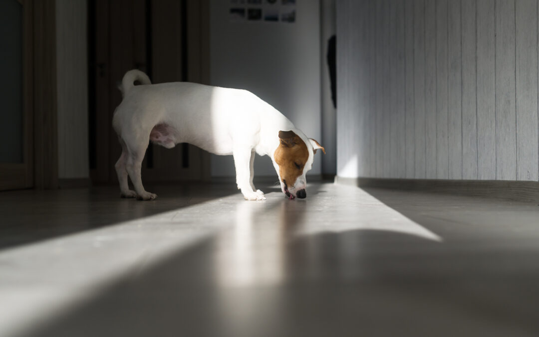 Why Won’t My Dog Stop Licking the Floor?