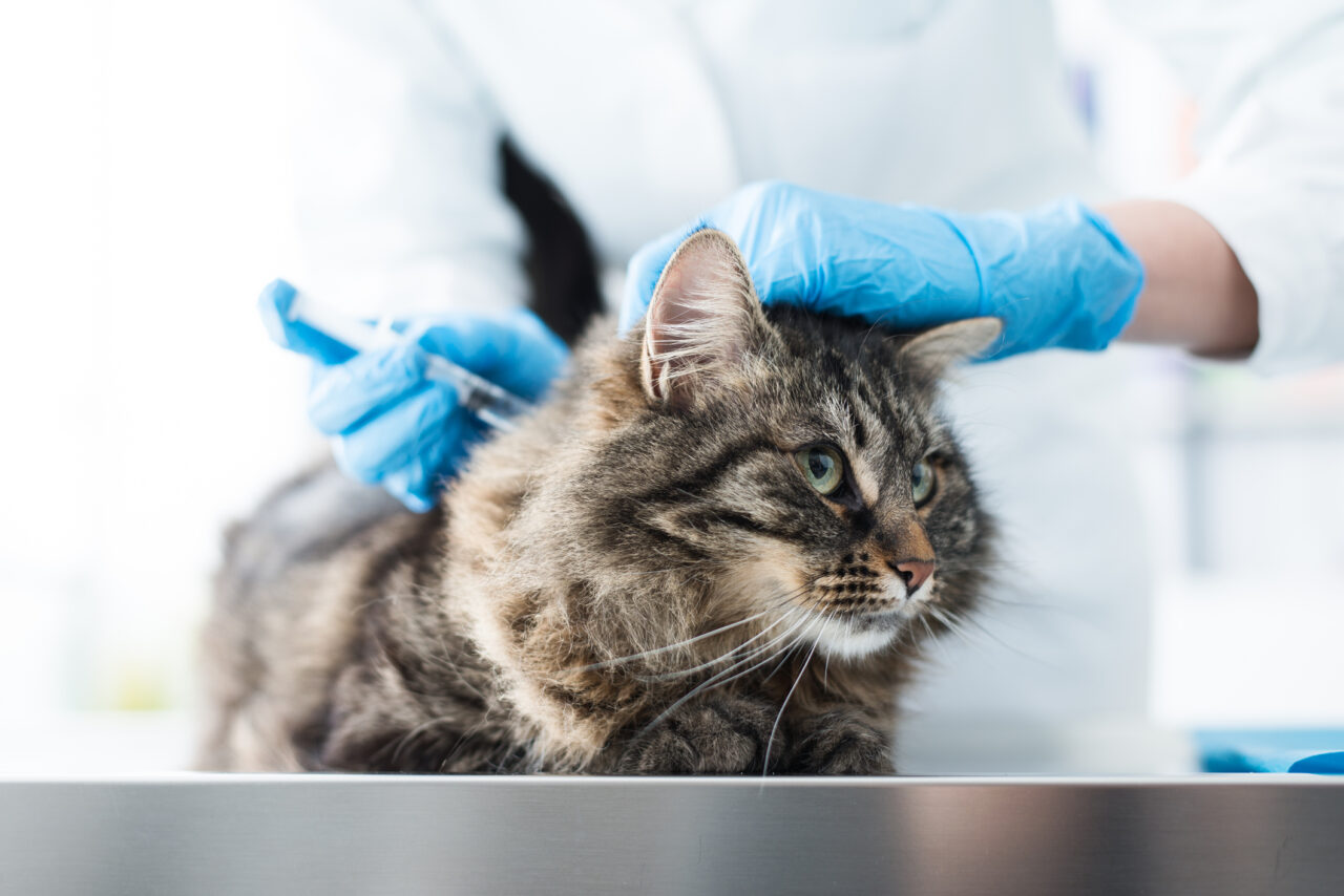 Vaccinations - Doylestown Veterinary Hospital