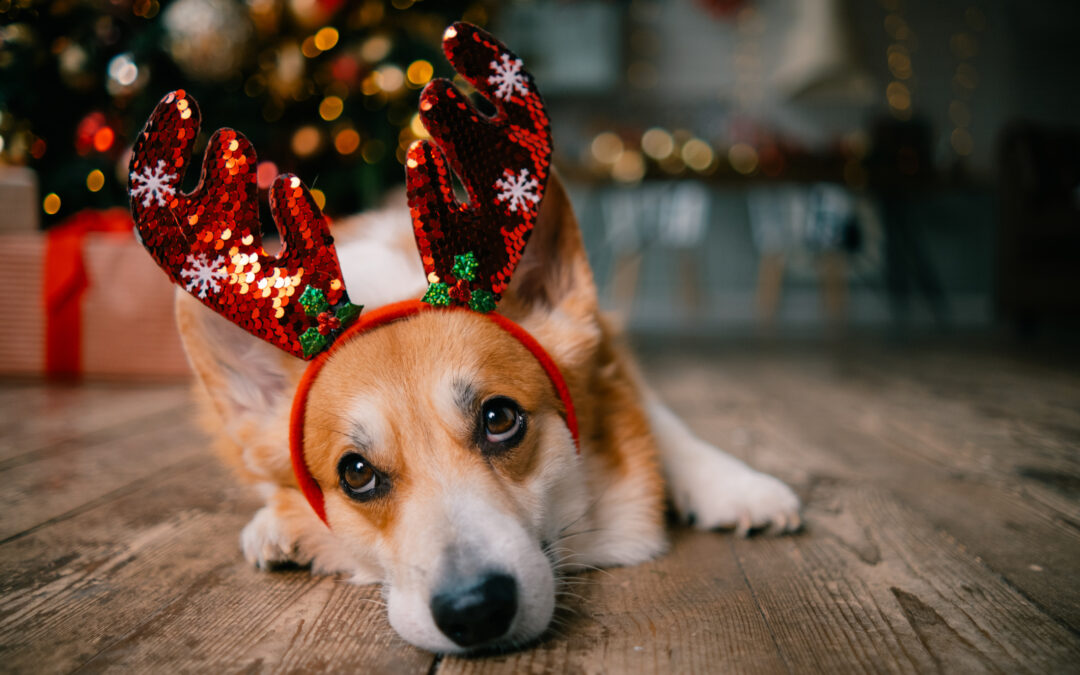 How Can I Recognize Pet Anxiety During Holiday Gatherings?