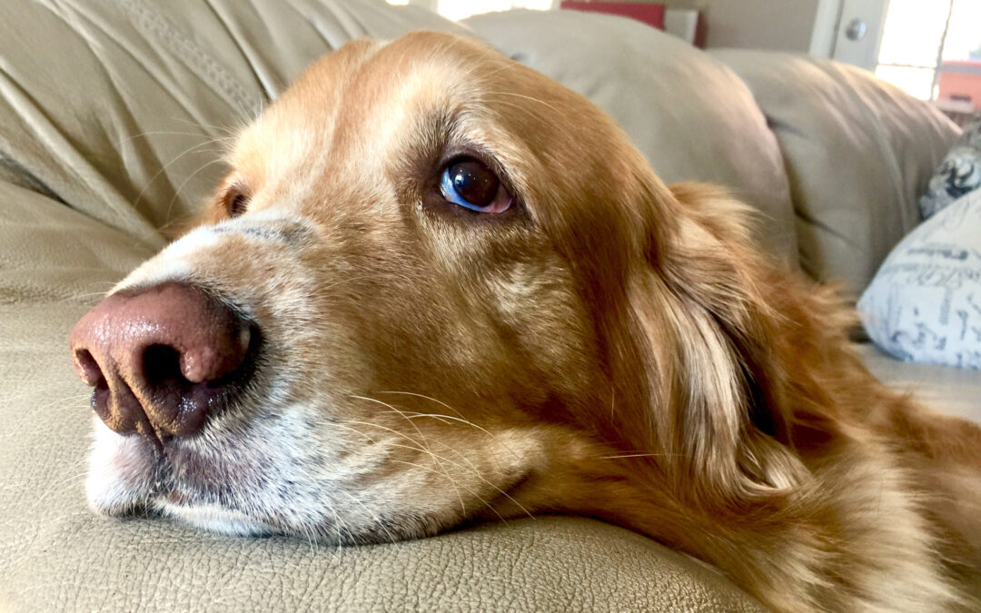 What Should I Do If My Dog Has Cancer?