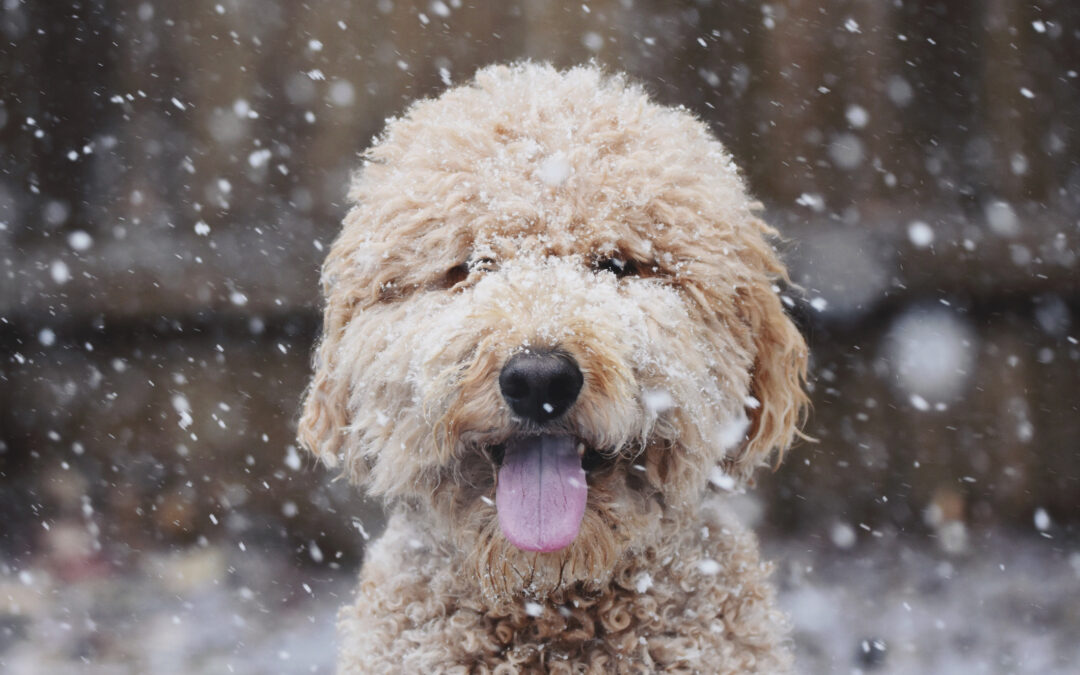 Creative Canine Activities to Beat the Winter Blues