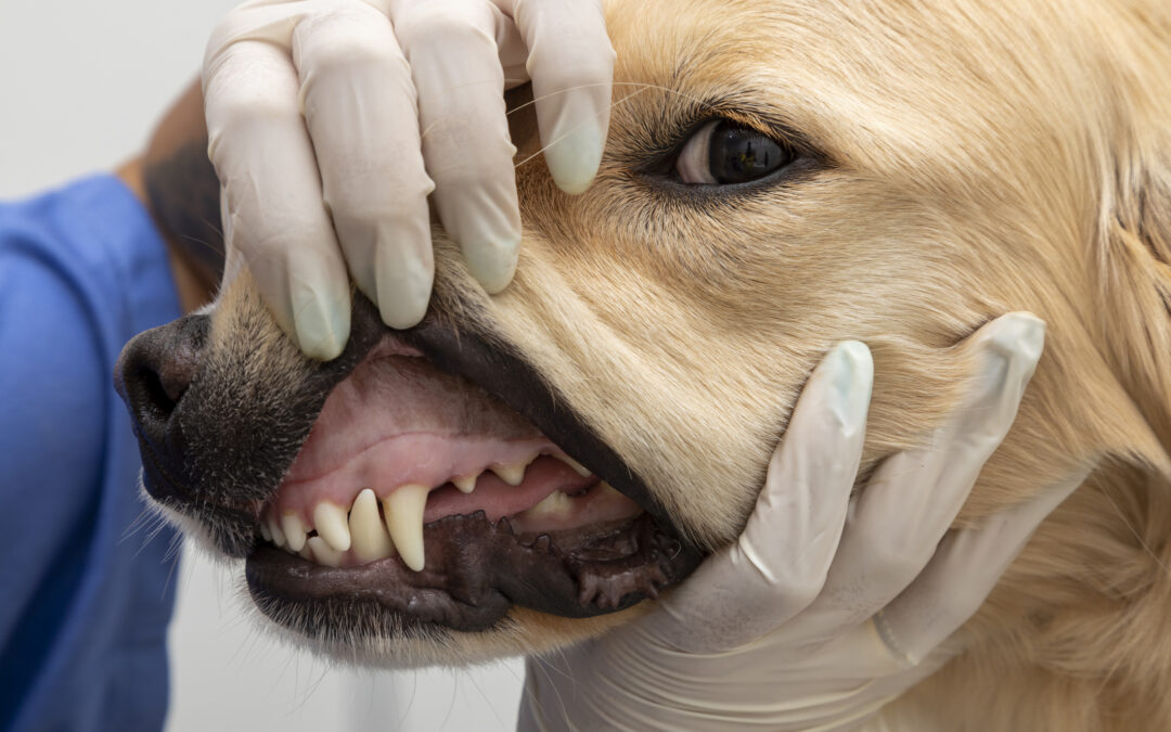 What Should I Do If My Dog Breaks a Tooth?