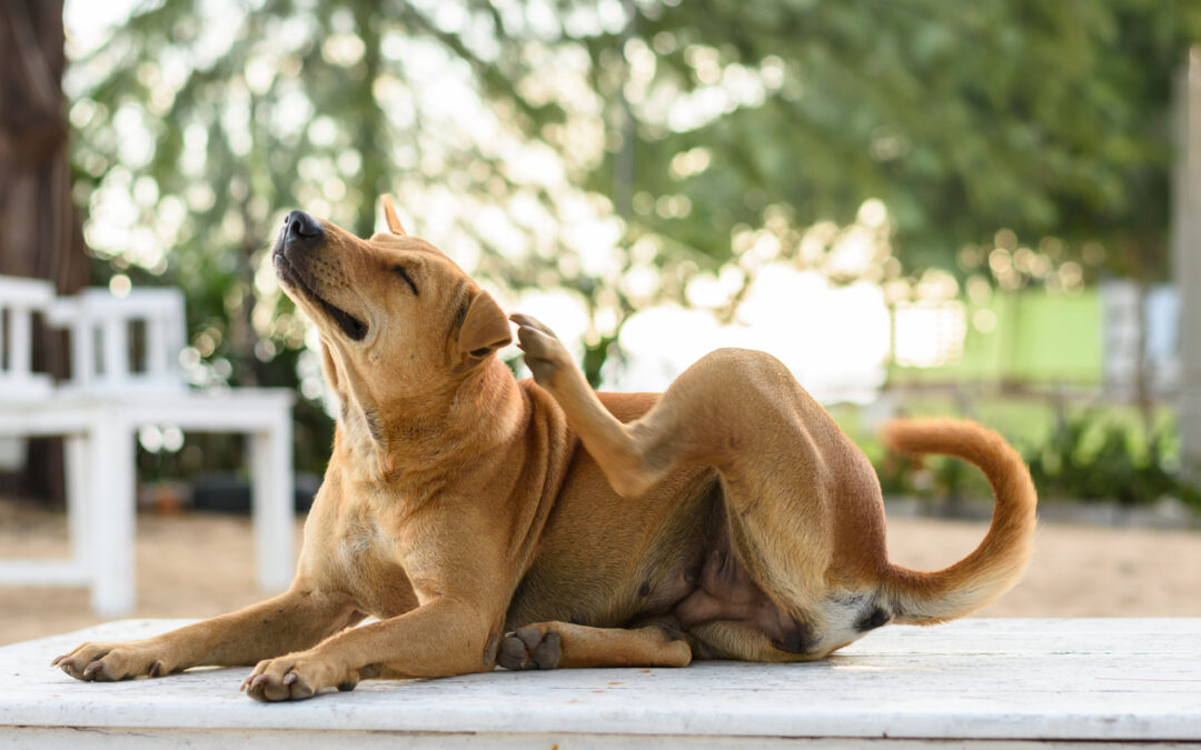 What Do I Do If My Dog Is Always Scratching?