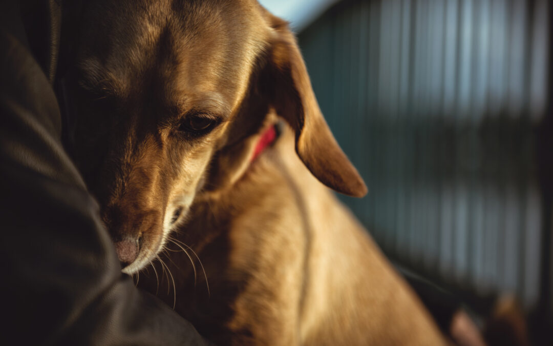 What Should I Do If My Dog Has a Seizure?