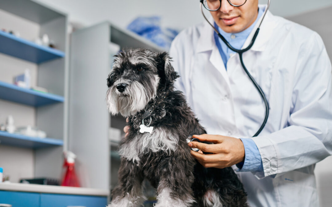 What Do Heart Murmurs in Dogs Mean?