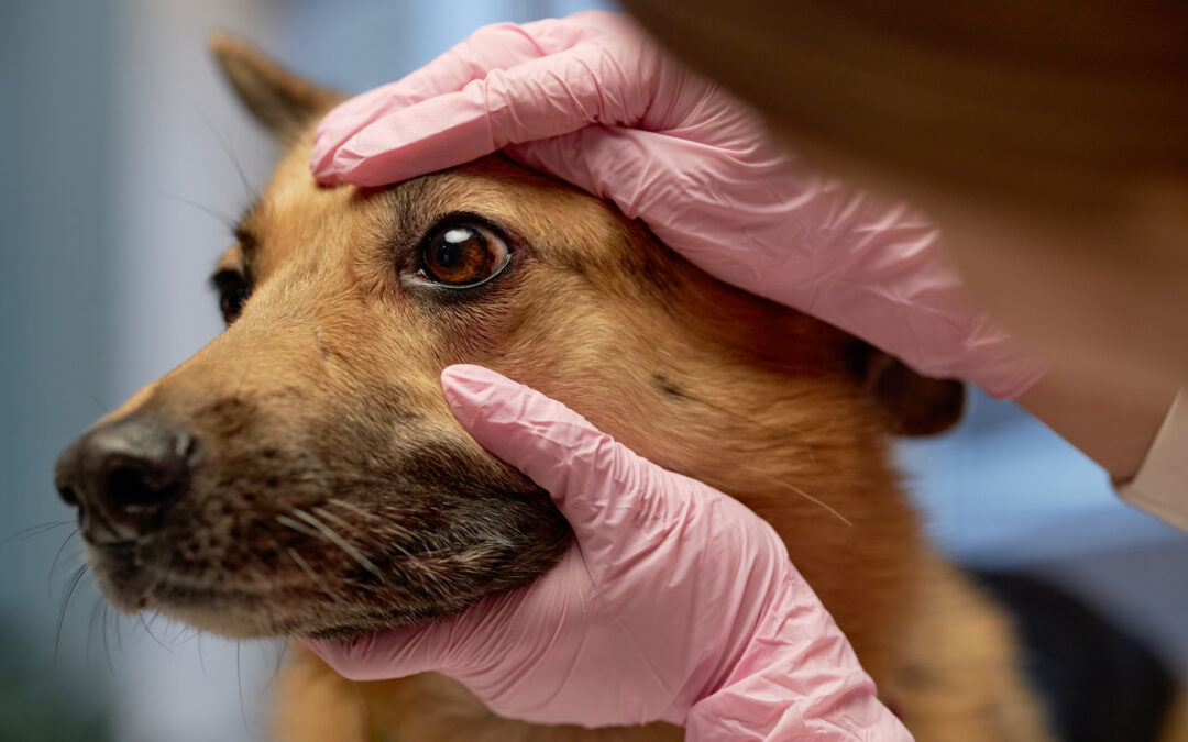 Why Is My Dog’s Eye Red?