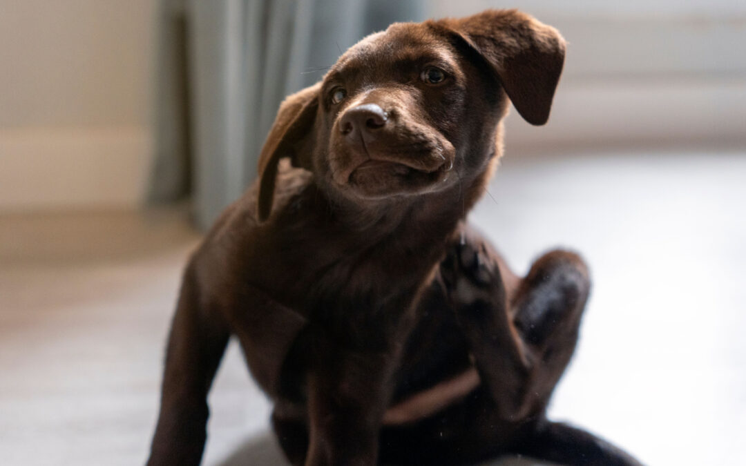 Common Allergy Triggers in Pets (and What to Do About Them)