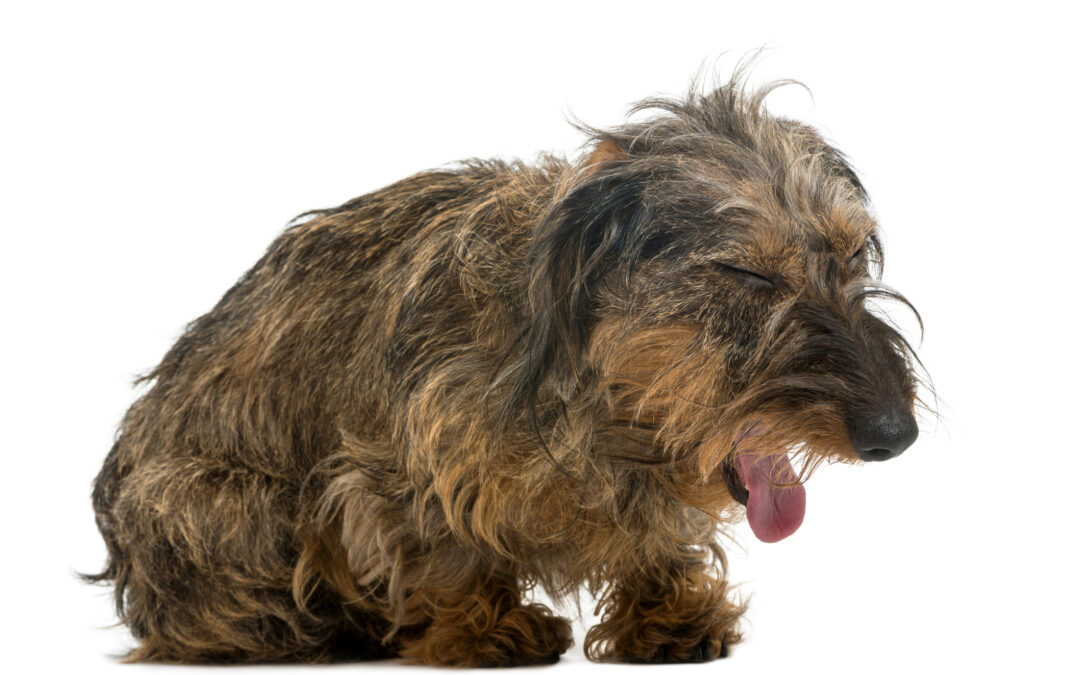Should I Be Concerned if My Dog Is Coughing?