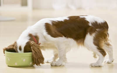 Is Your Pet’s Food Right for Their Age and Lifestyle?