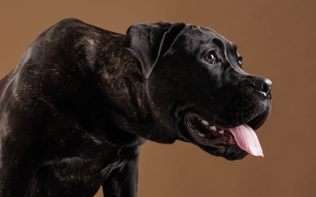 Why Is My Dog Always Panting?