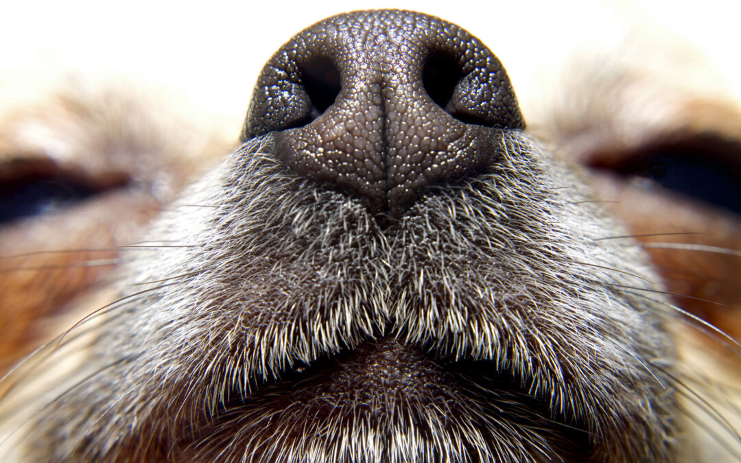 Should I Be Worried If My Dog’s Nose Is Dry?