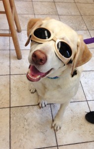 Kona laser therapy for dogs