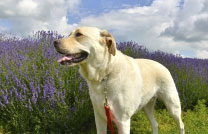 Herbal therapy for dogs